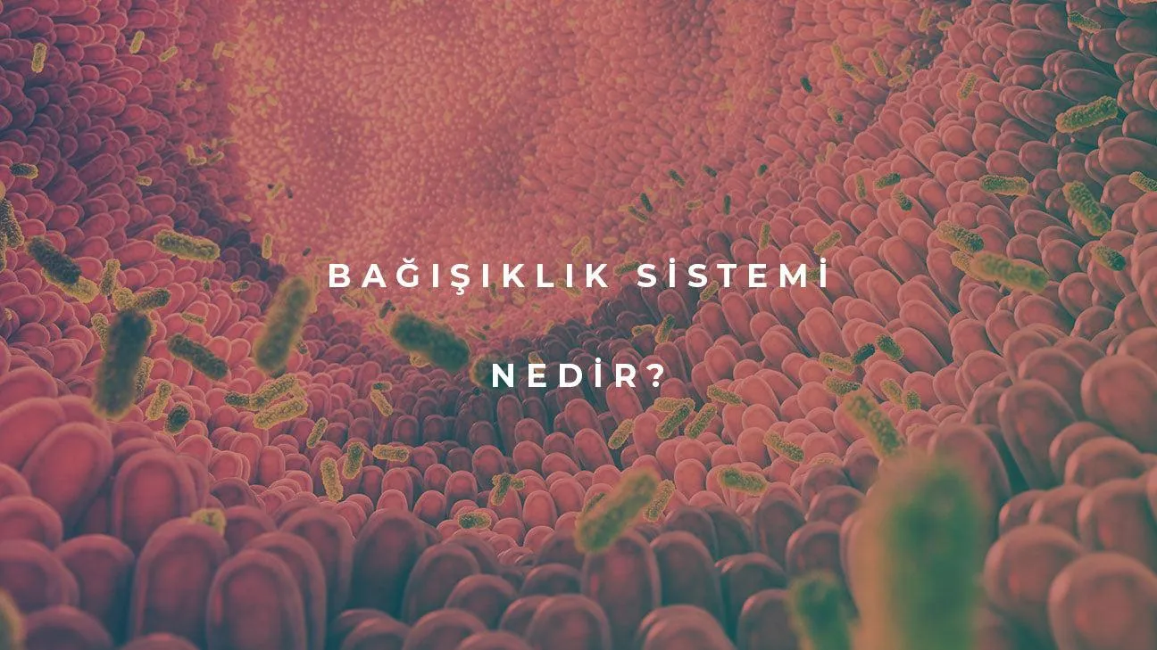 Bağışıklık Sistemi Nedir?