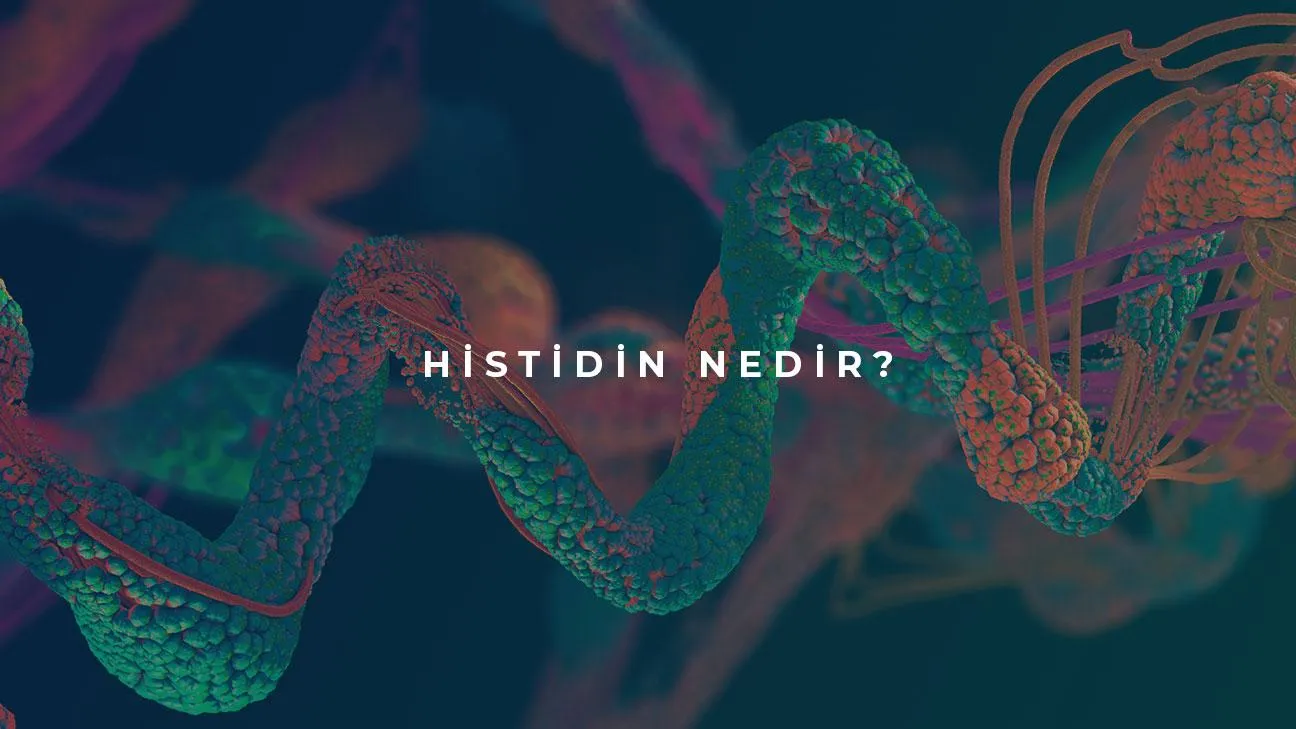 Histidin Nedir?