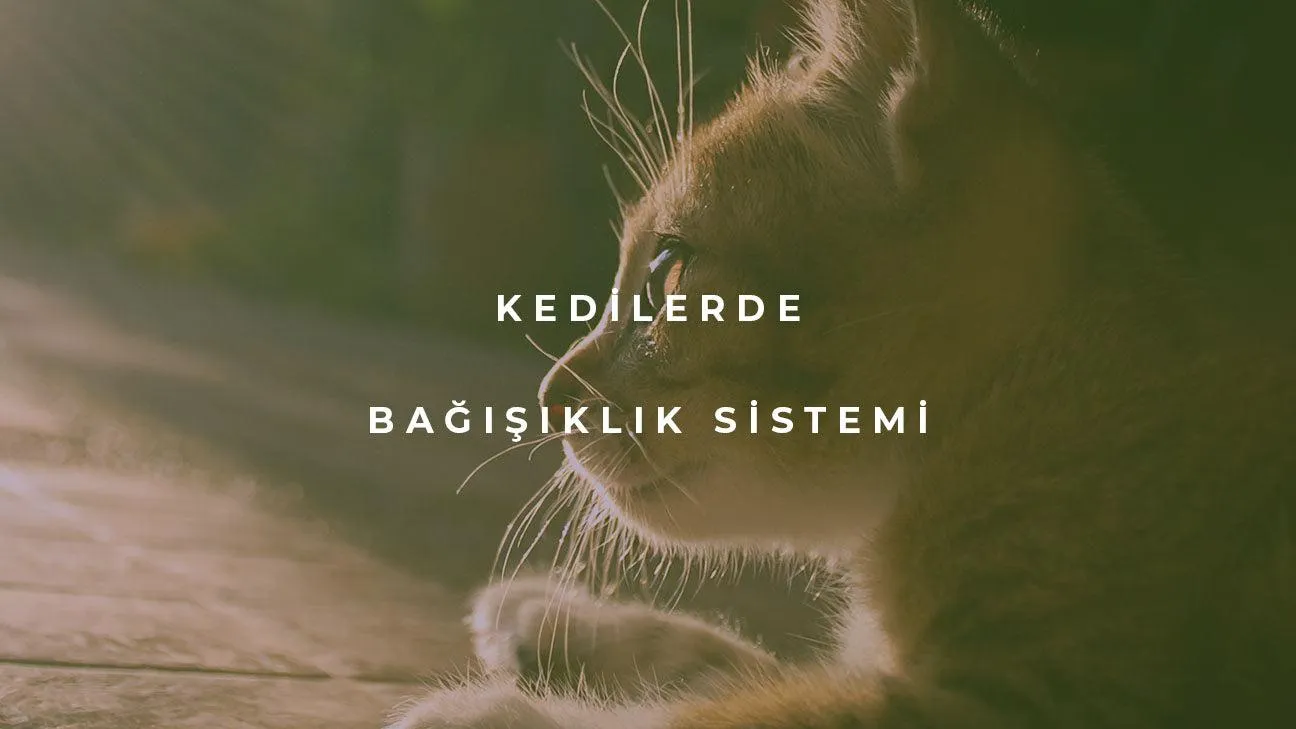 Kedilerde Bağışıklık Sistemi