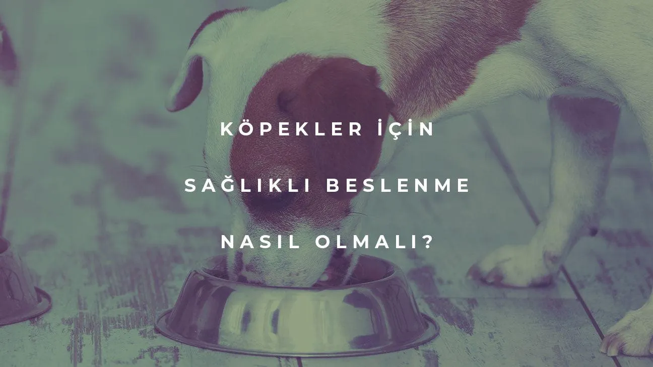 Köpekler İçin Sağlıklı Beslenme Nasıl Olmalı?