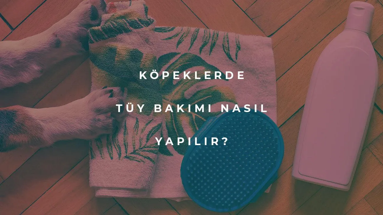 Köpeklerde Tüy Bakımı Nasıl Yapılır?