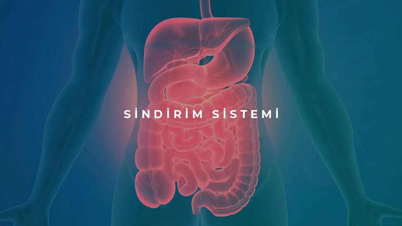 Sindirim Sistemi Nedir?