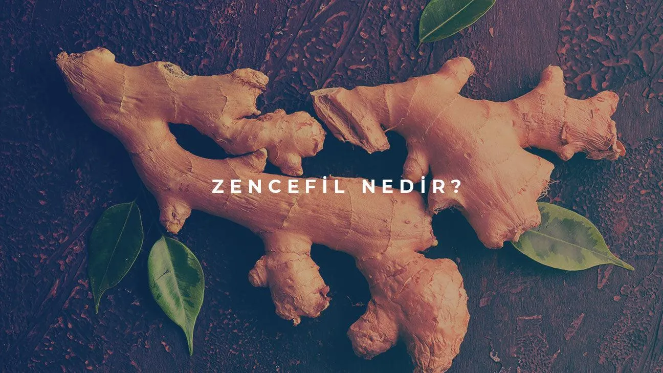 Zencefil Nedir?